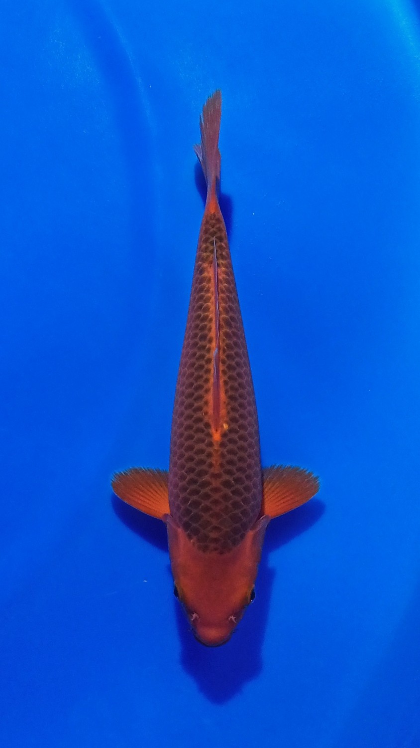 Juara 5
