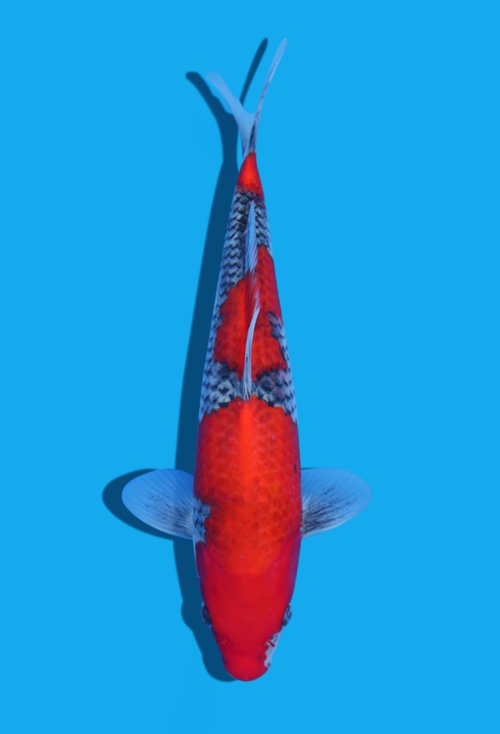 Juara 1