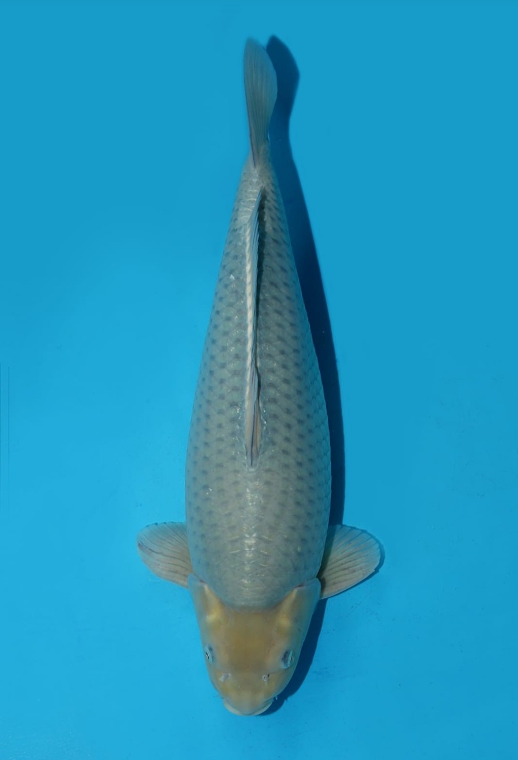 Juara 4