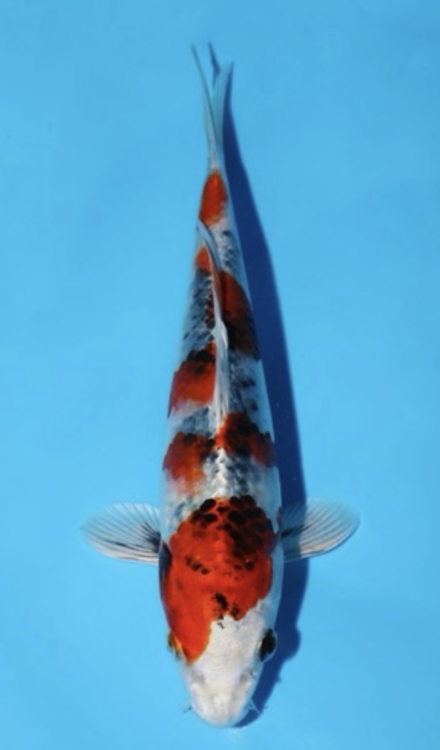 Juara 1
