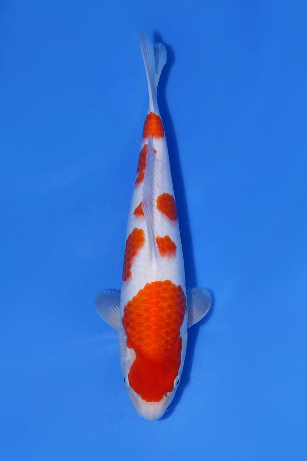 Juara 2