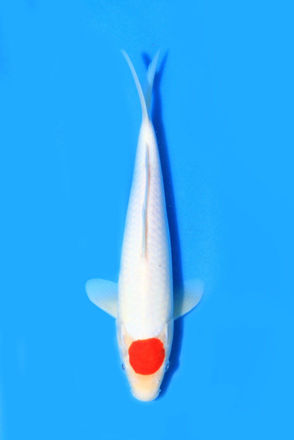 Juara 1