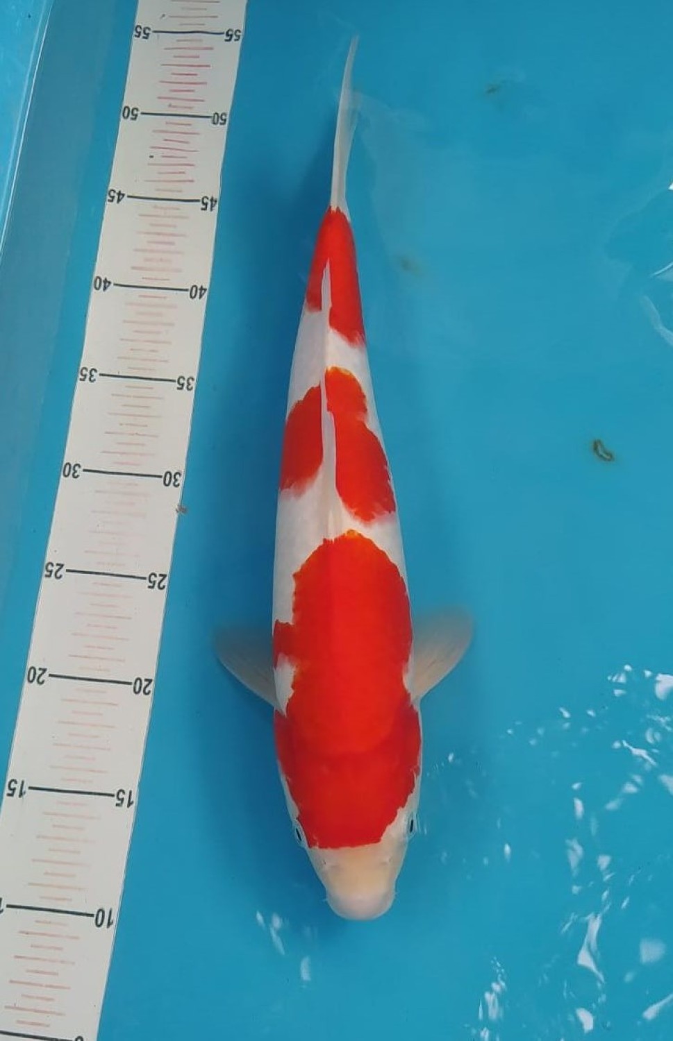Juara 4