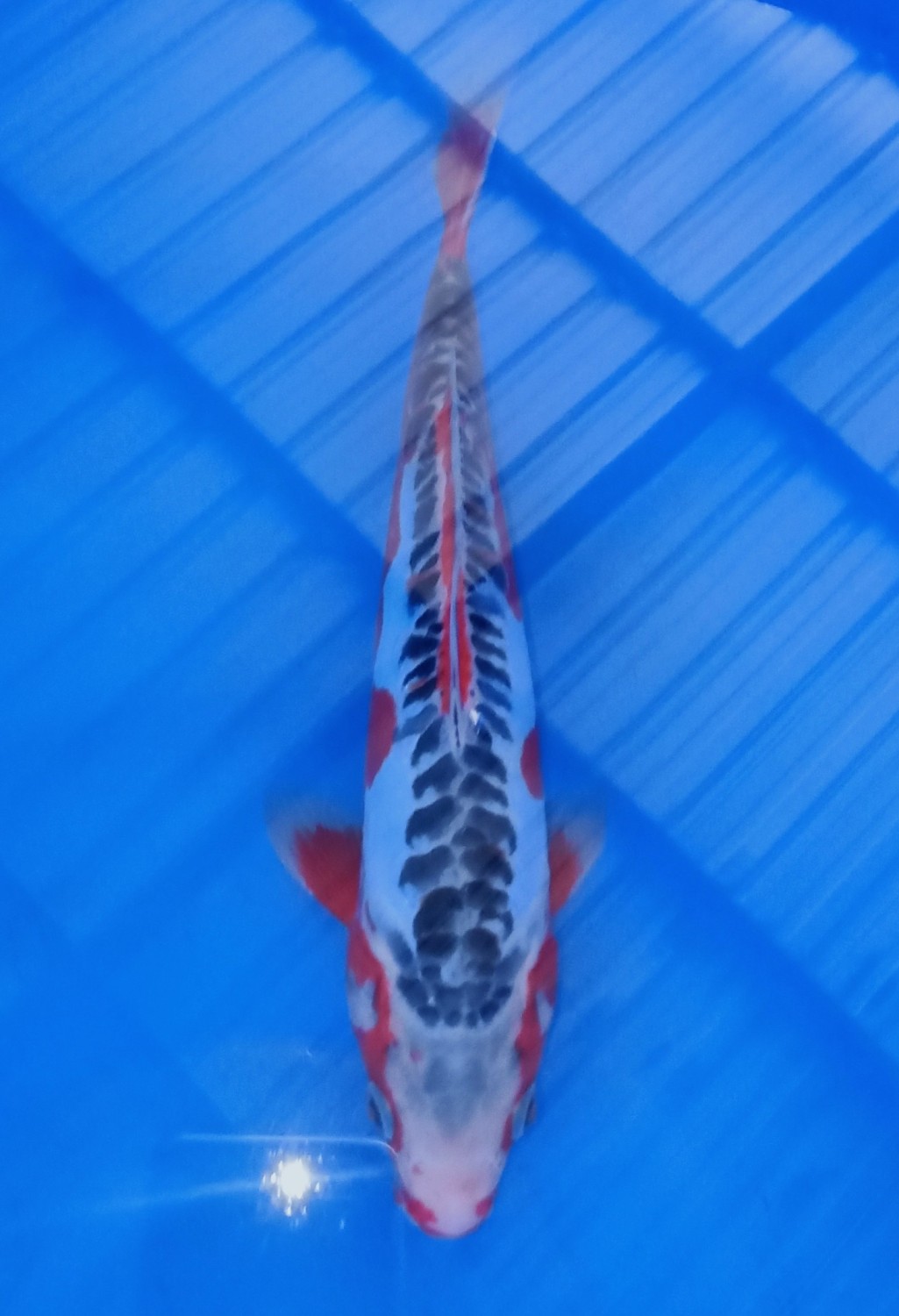 Juara 5
