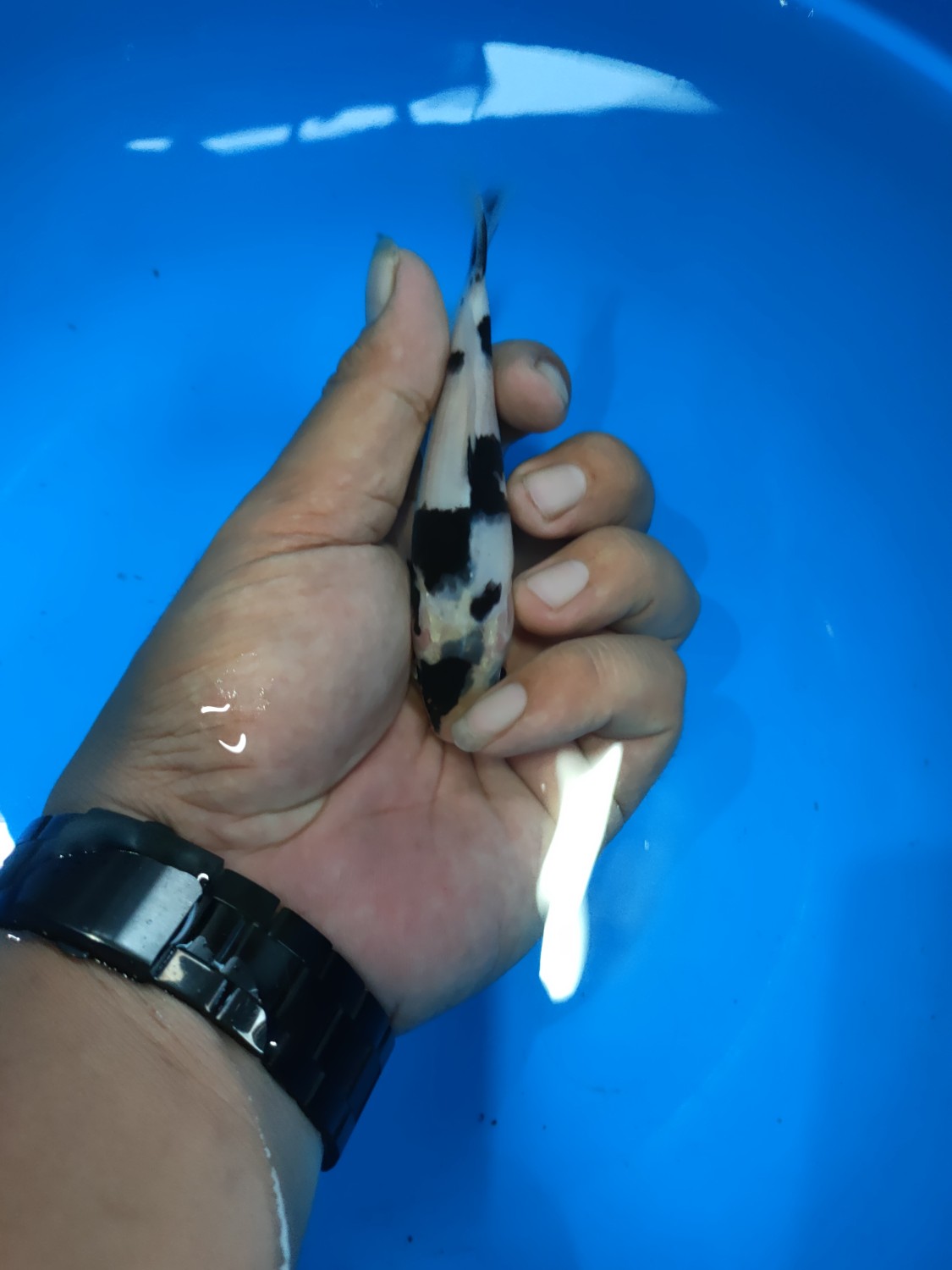 Juara 1