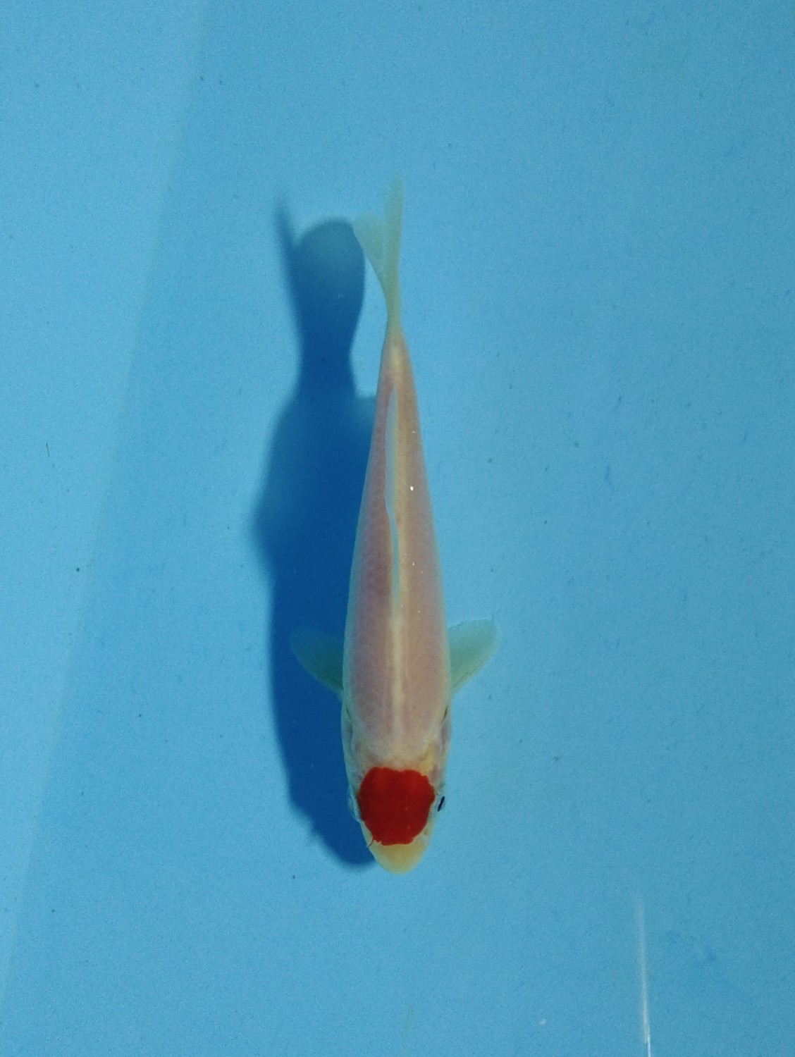 Juara 1