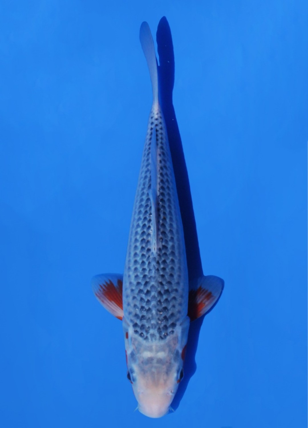 Juara 1