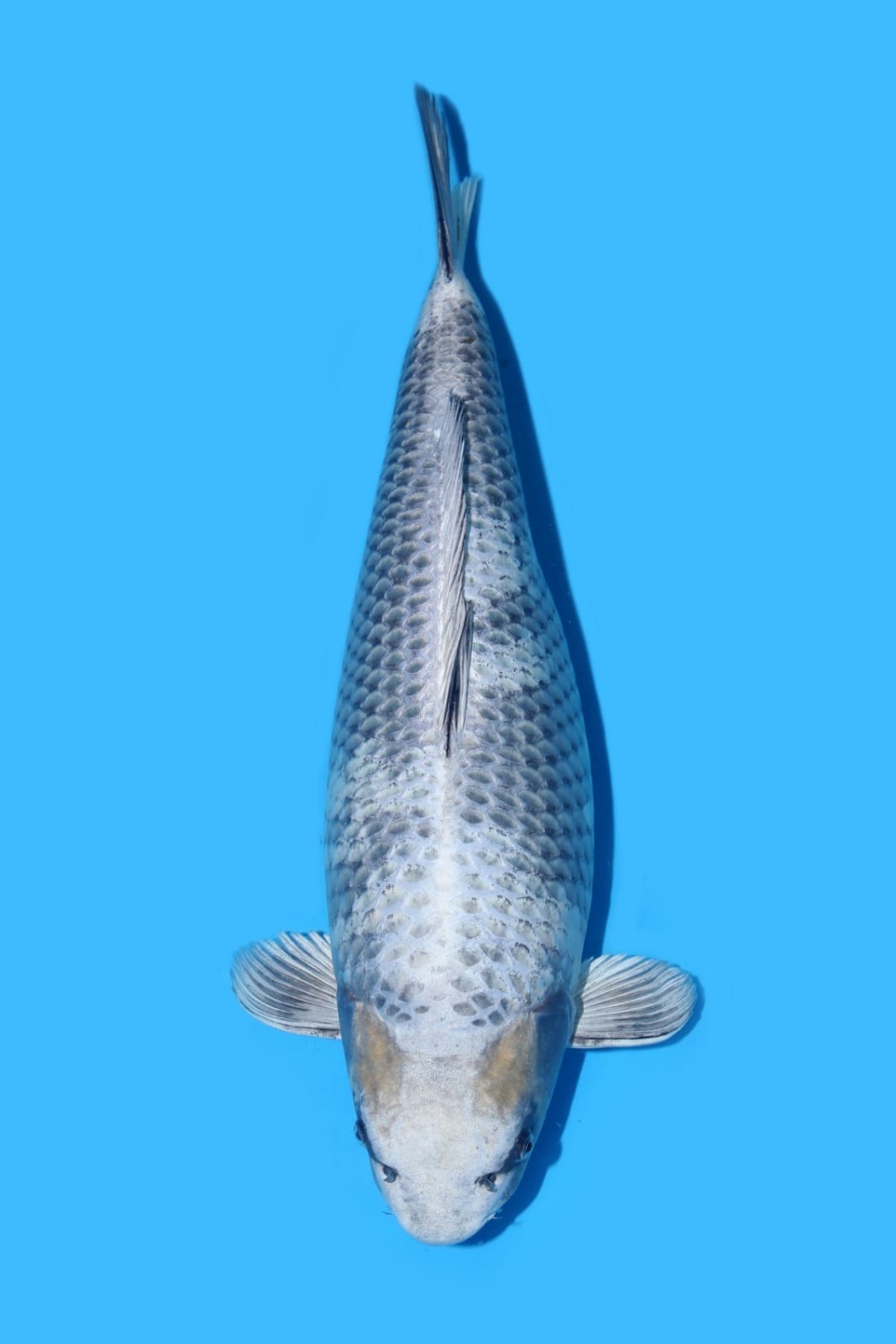 Juara 1