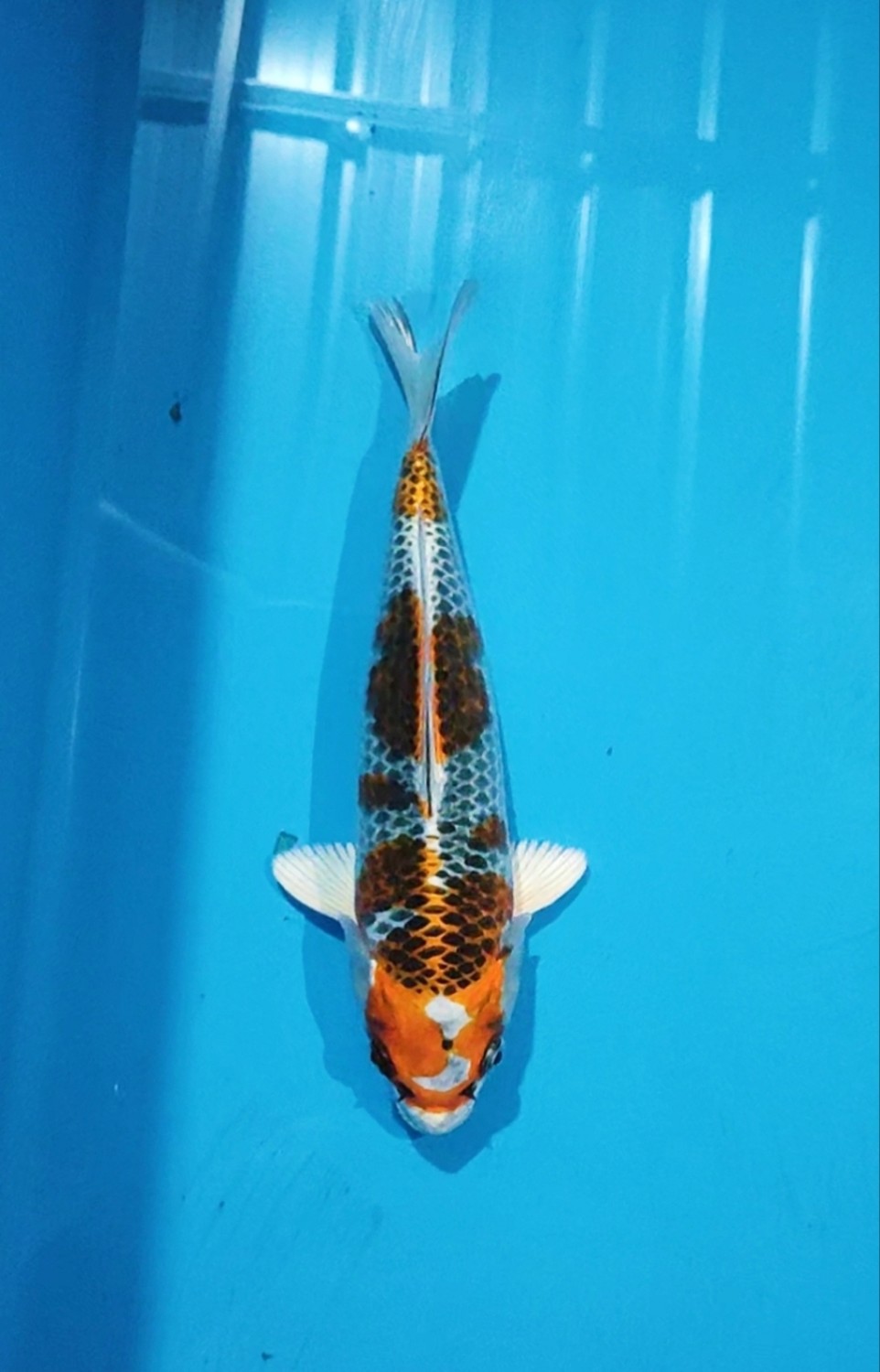 Juara 4