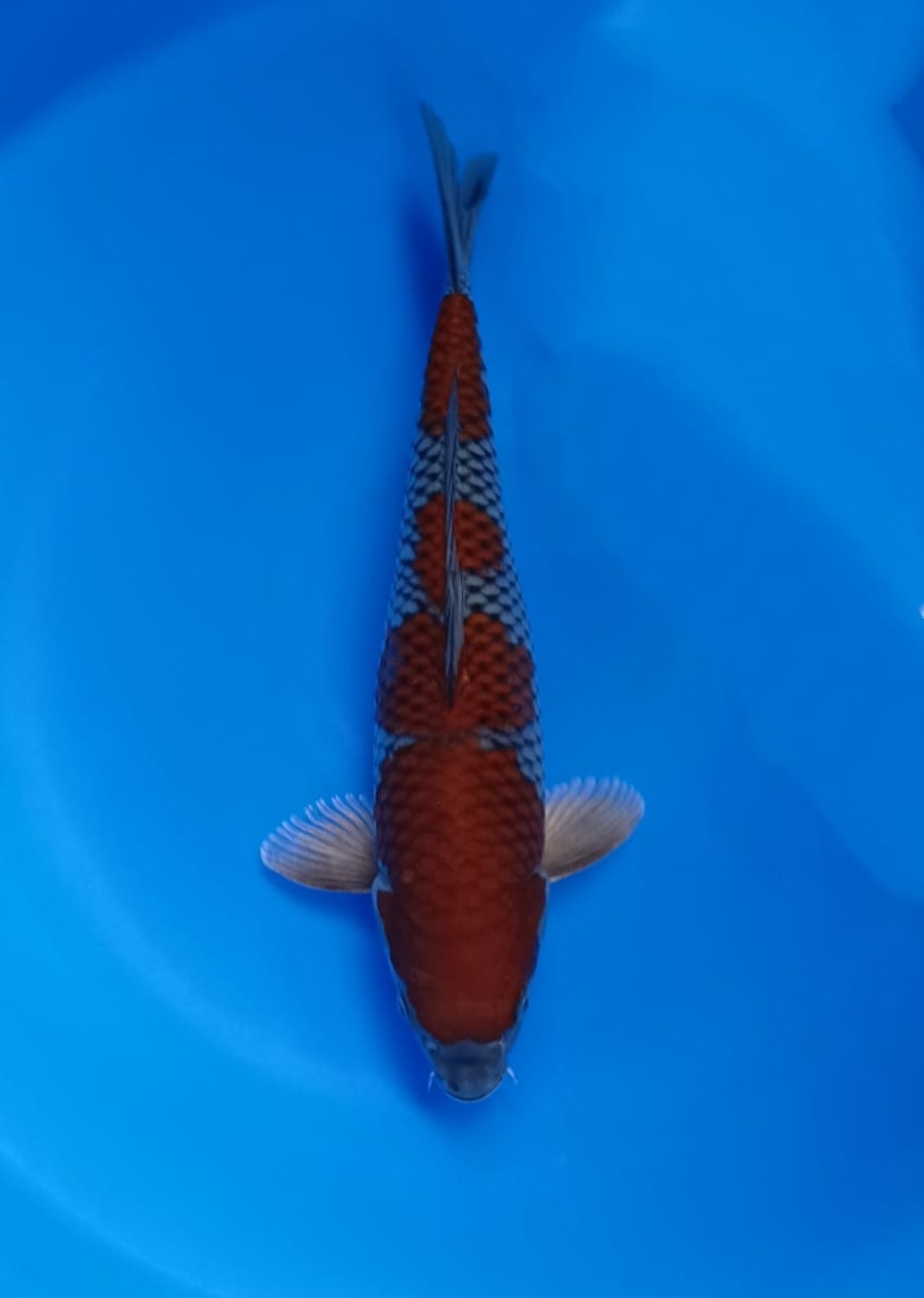 Juara 1