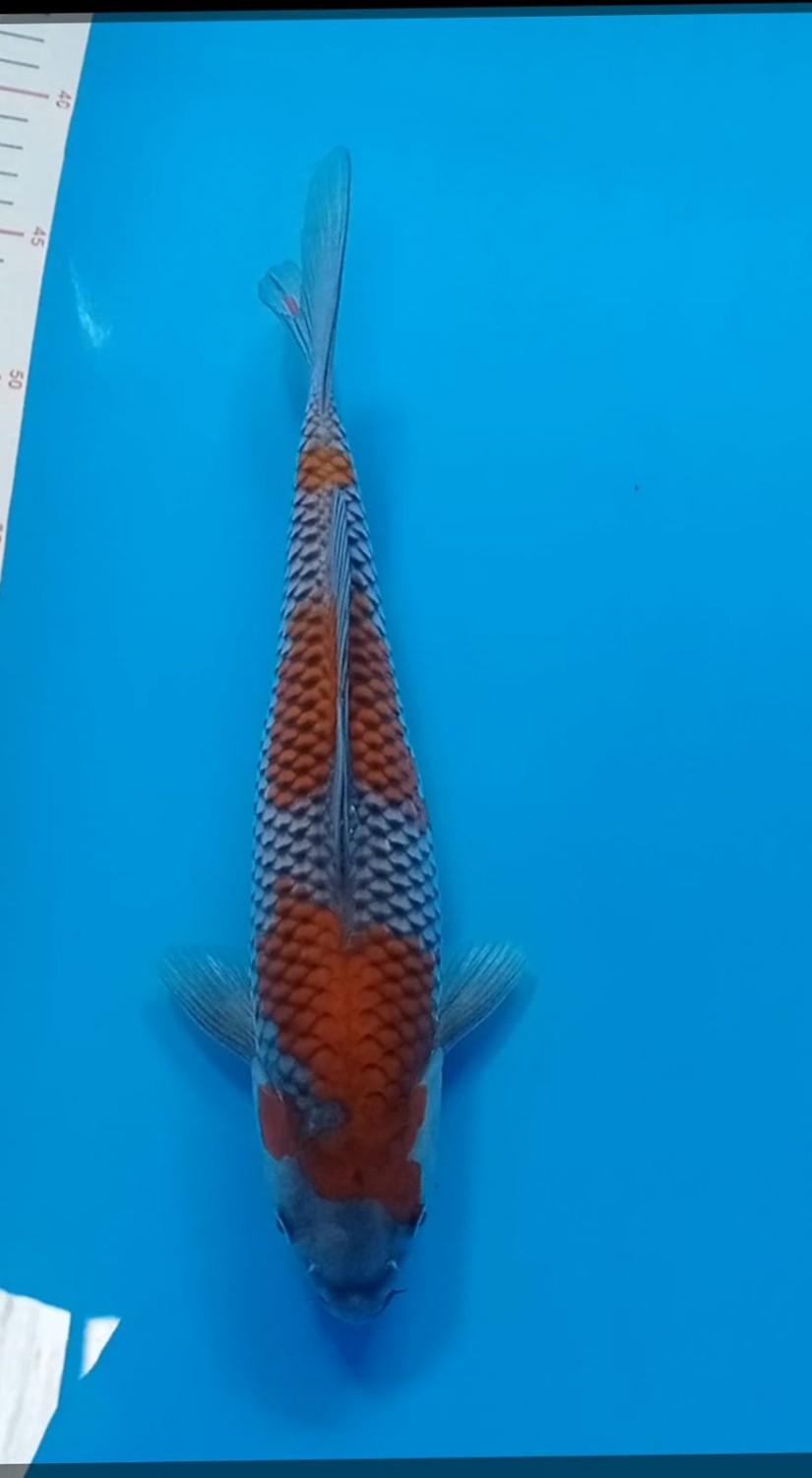 Juara 1