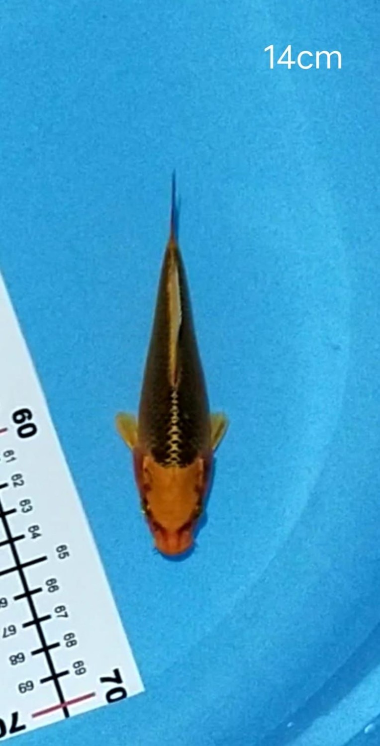 Best In Size E 13-15 Cm