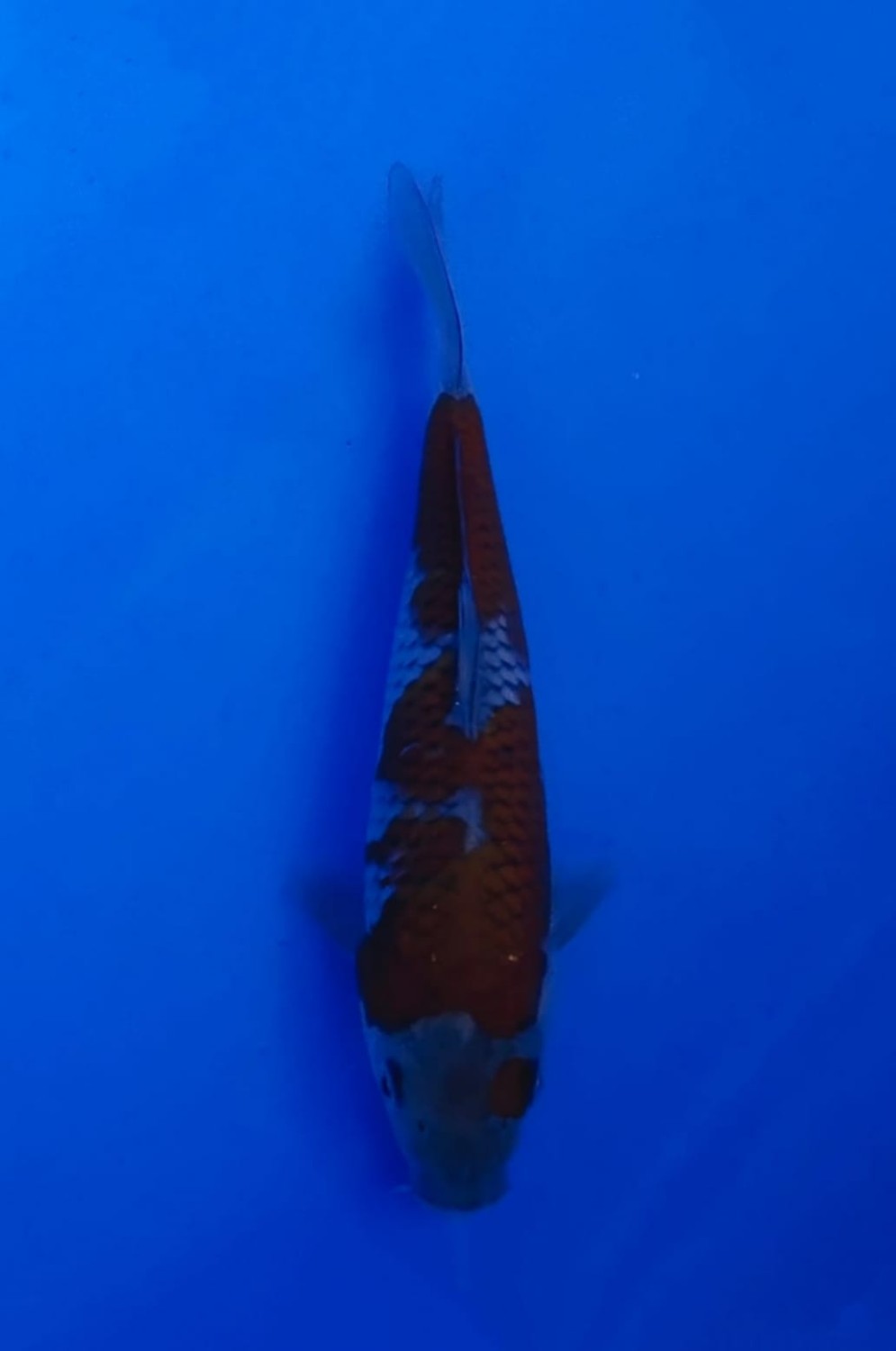 Juara 1