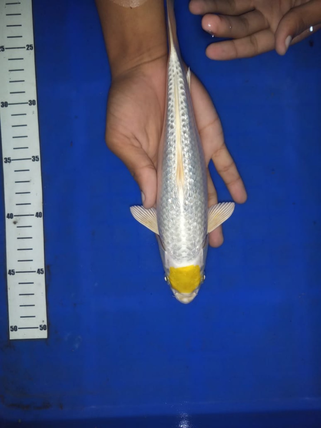 Juara 3