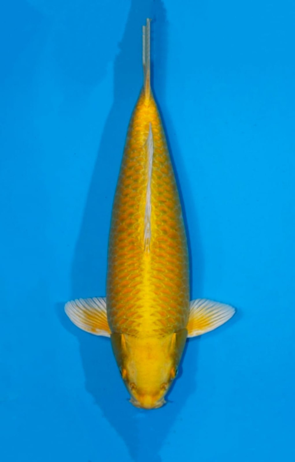 Juara 2