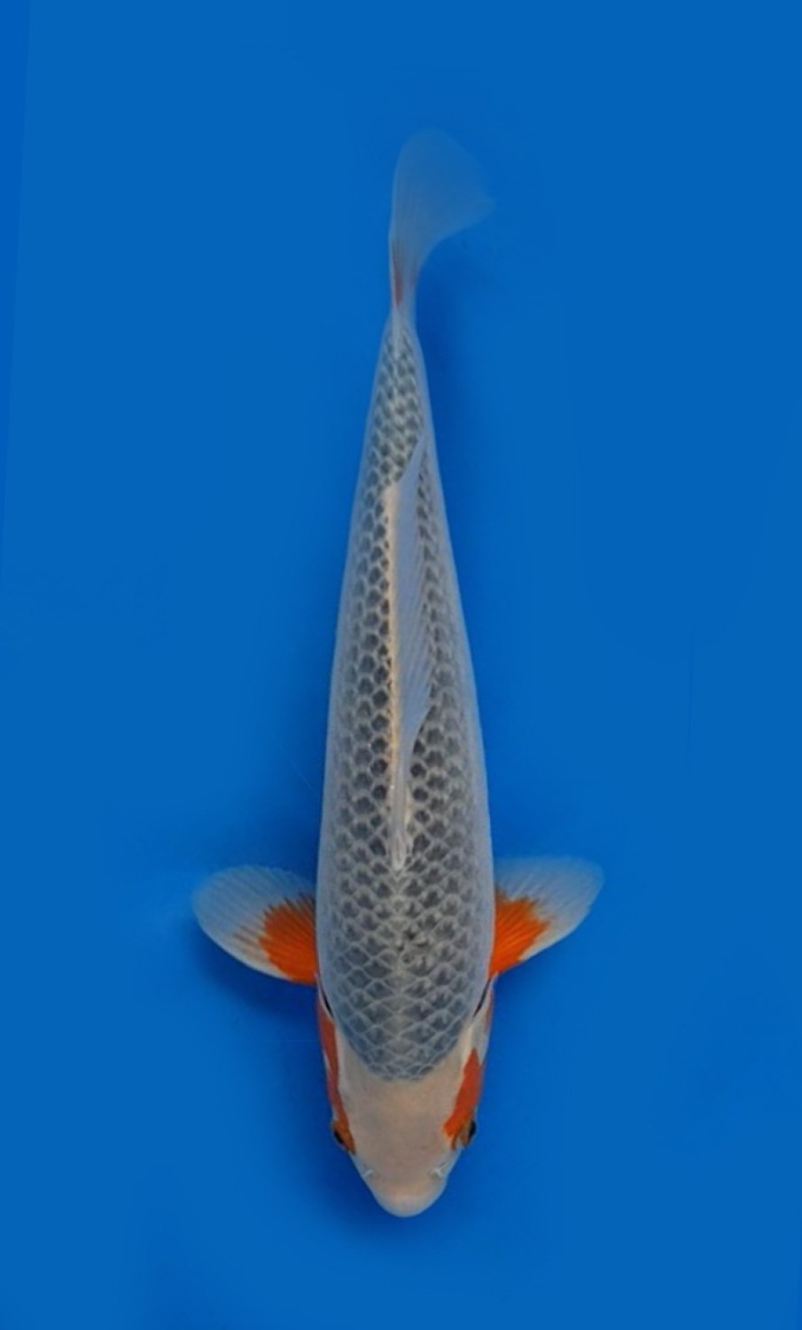 Juara 4