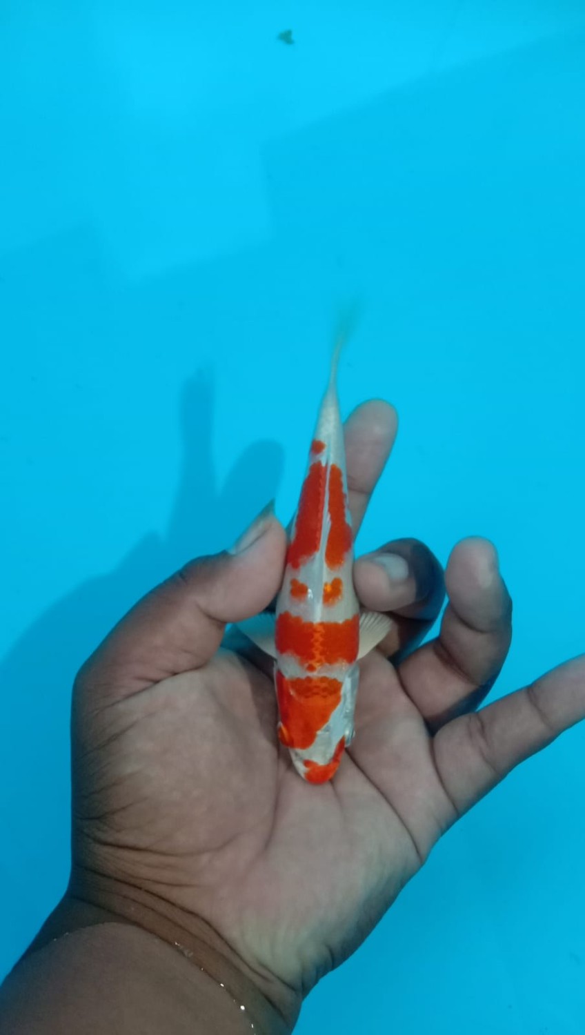 Juara 1