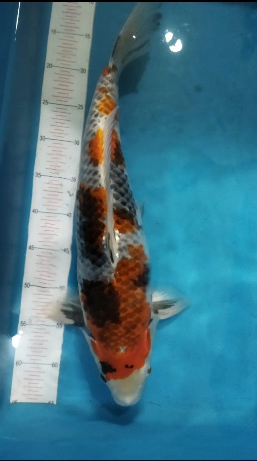 Juara 2