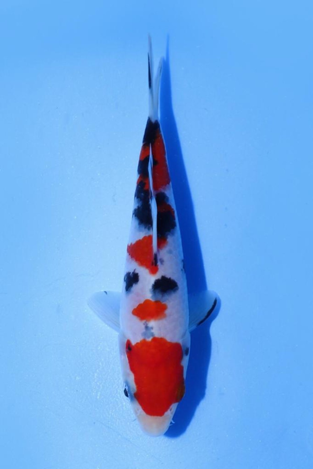 Best In Size A Up 12 cm