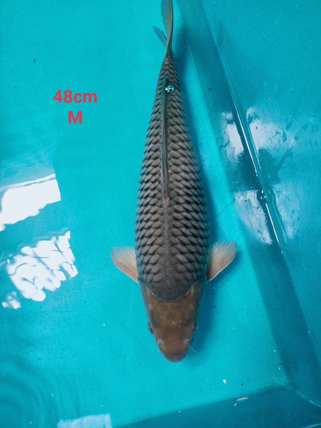 Juara 2