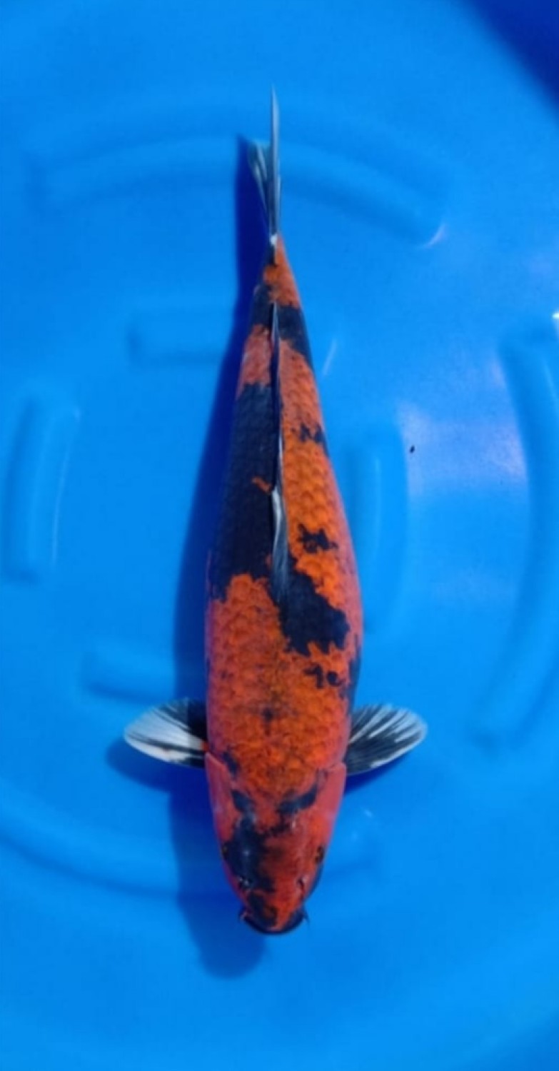 Juara 1