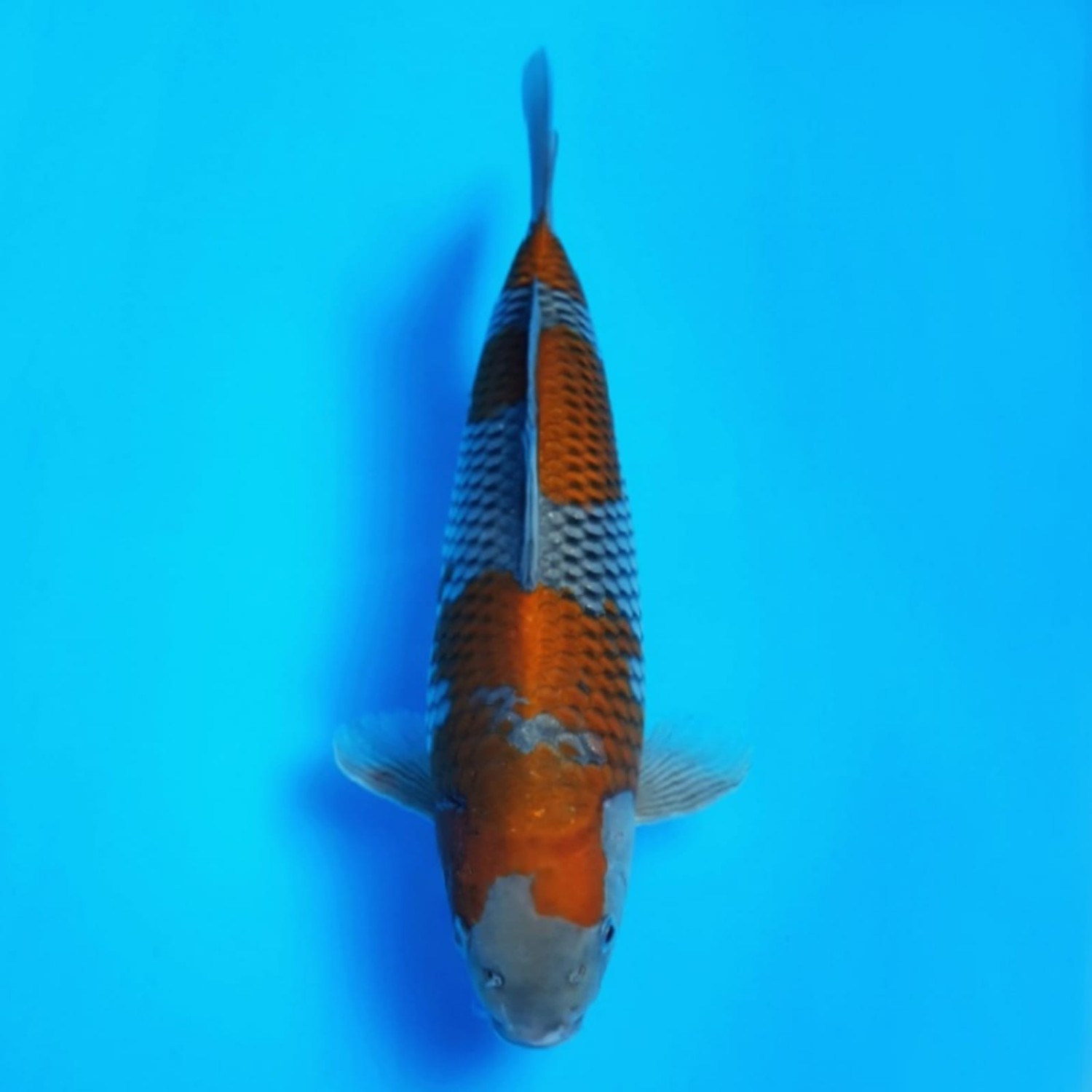 Juara 1
