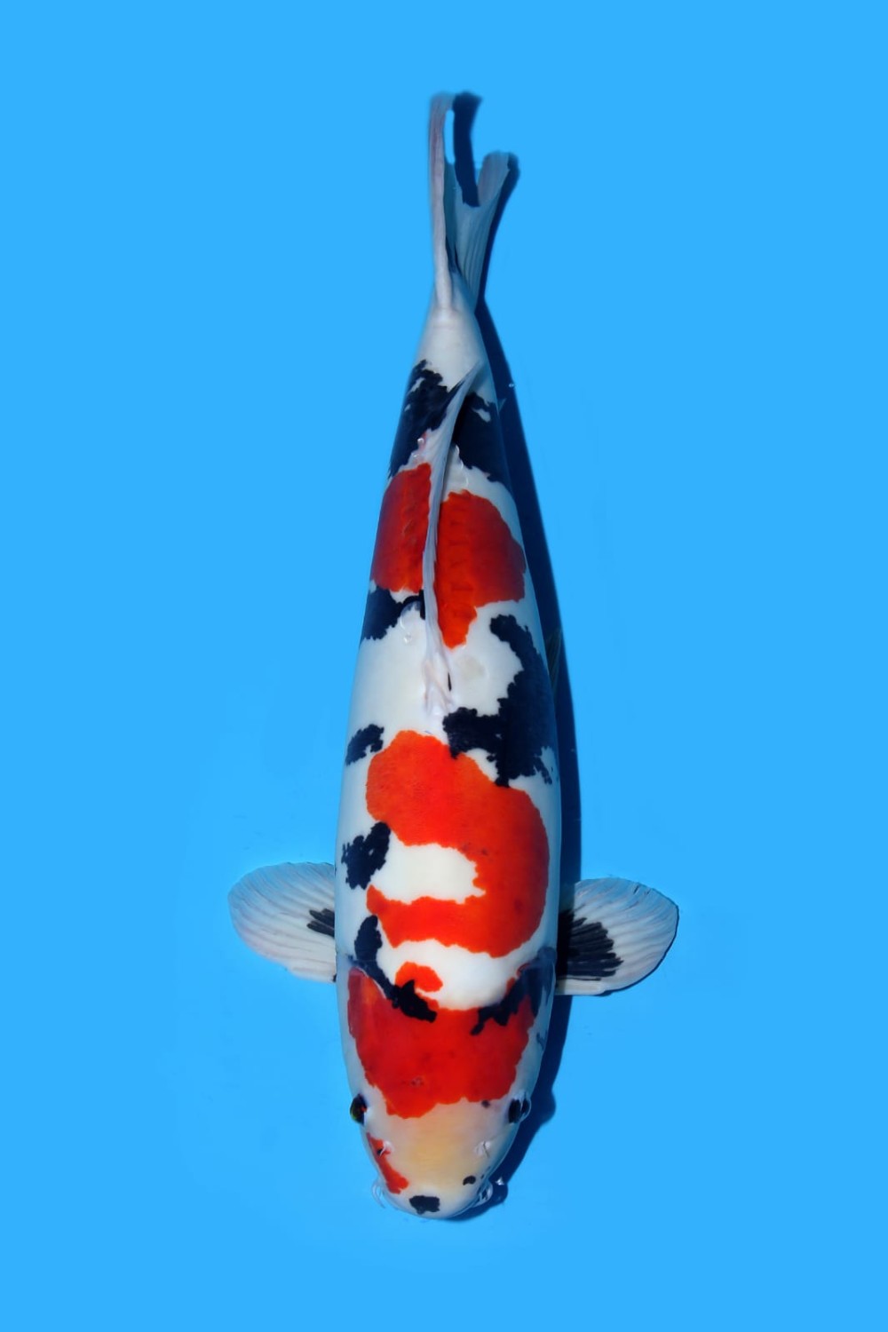 Juara 1