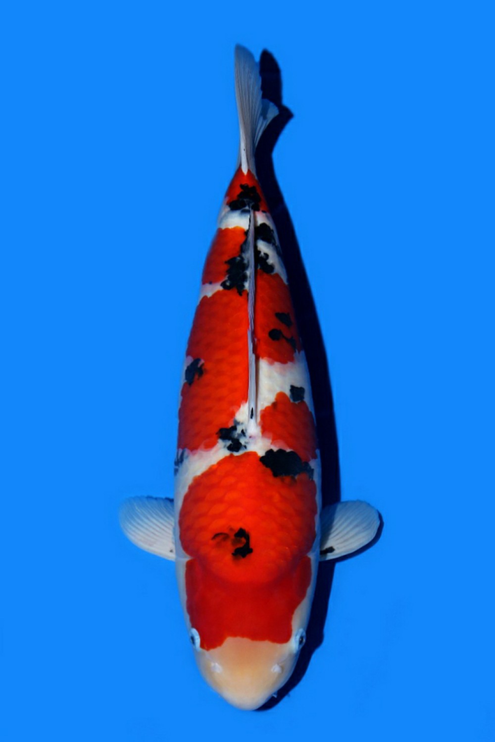 Juara 5