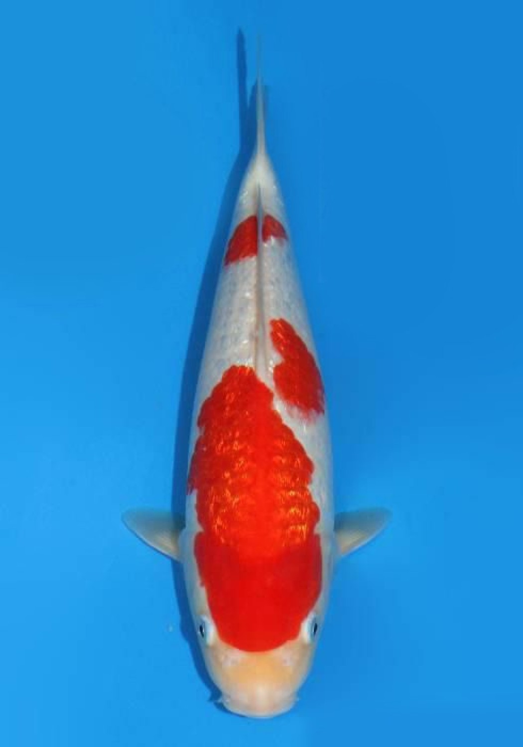 Juara 1