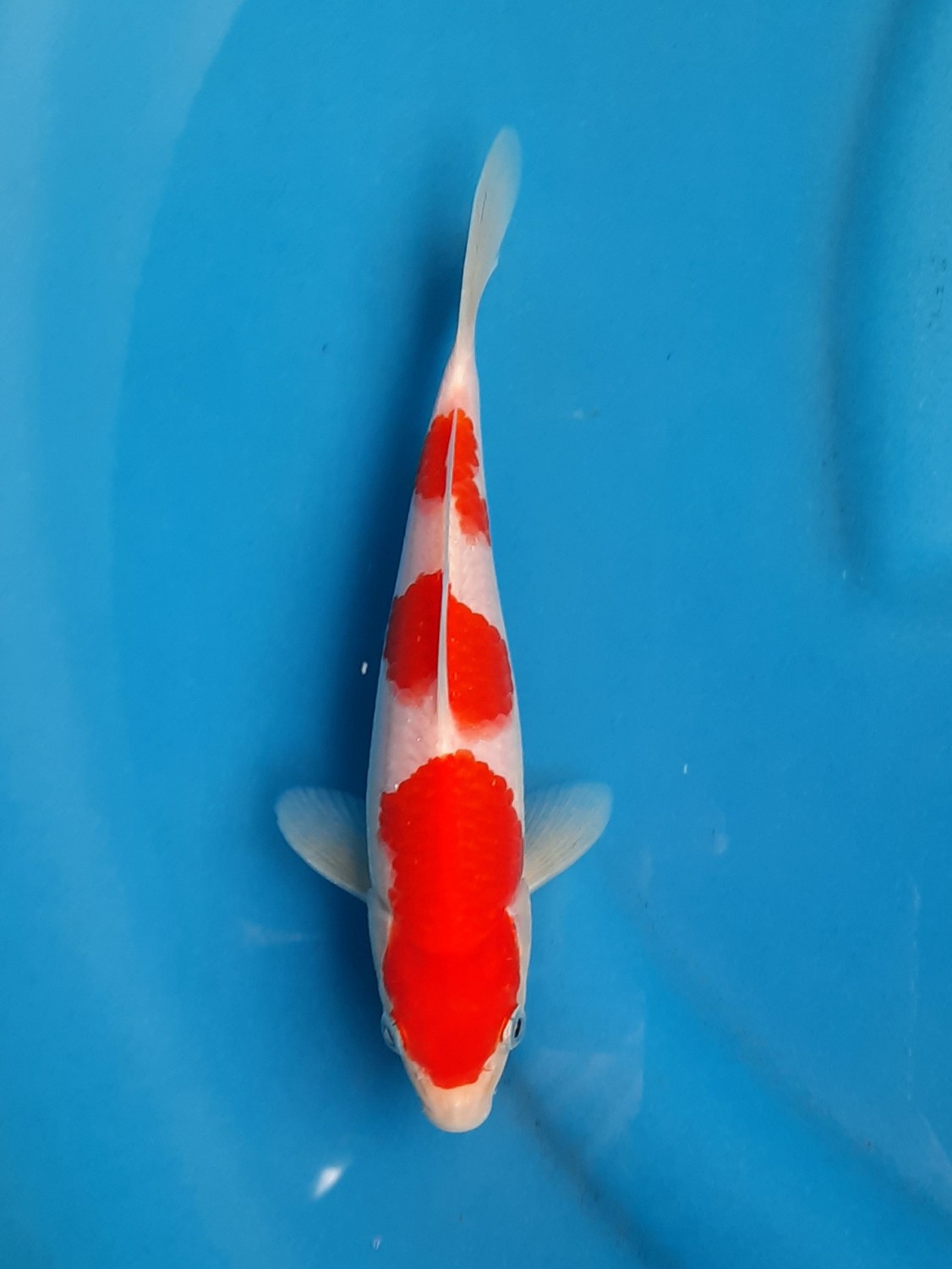 Juara 1