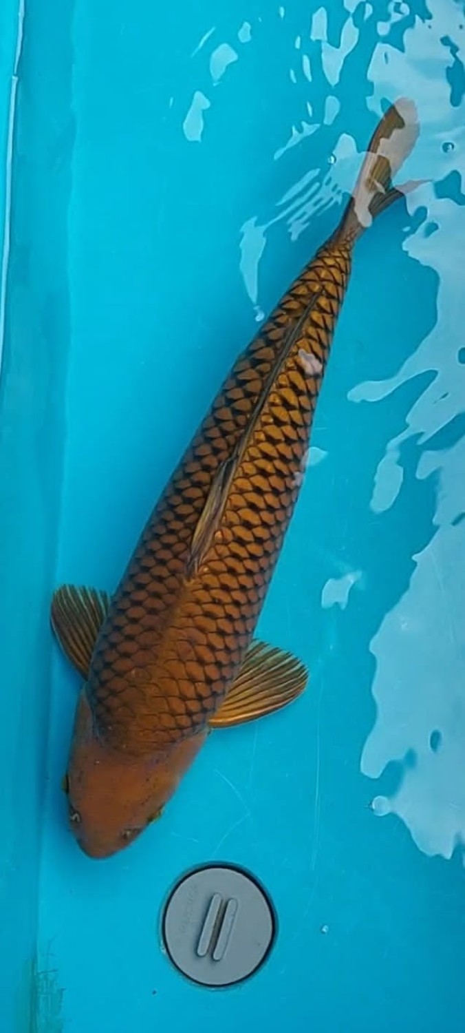 Juara 3