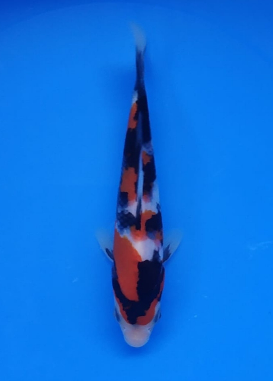 Juara 5