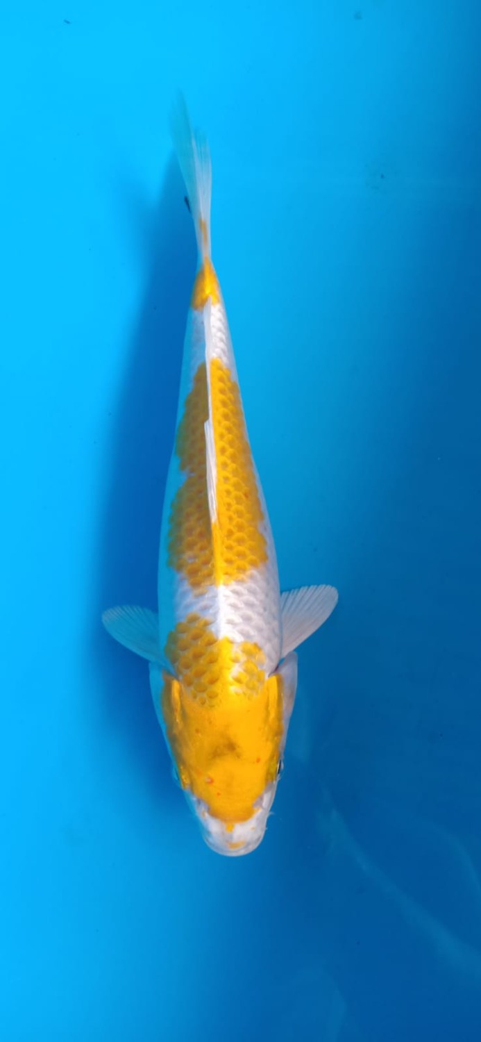 Juara 1