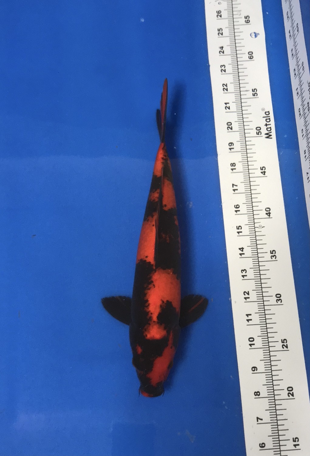 Best In Size D 31-35 Cm