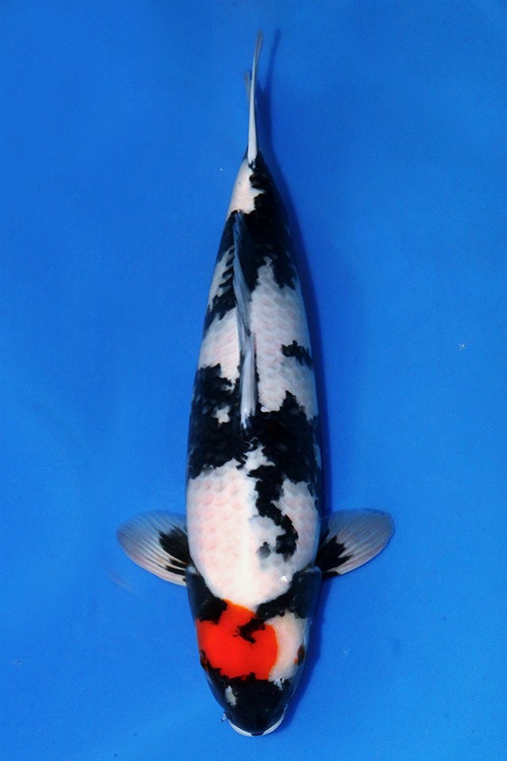 Juara 5