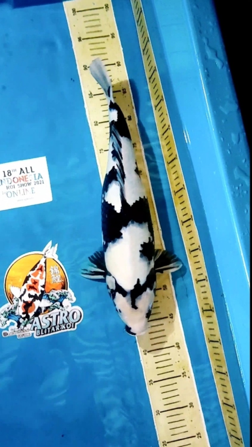 Best In Size B 41-45 Cm