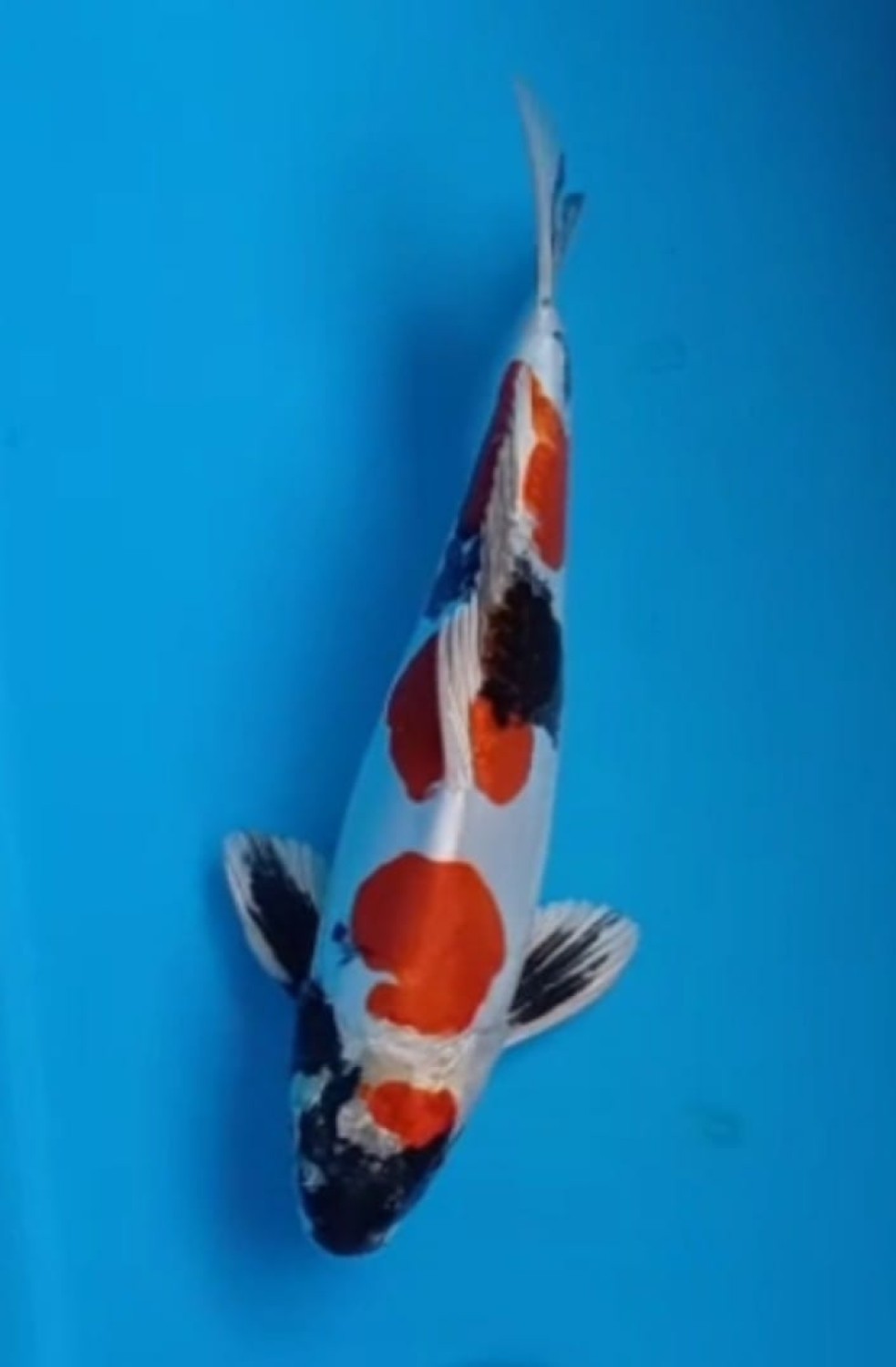 Juara 2