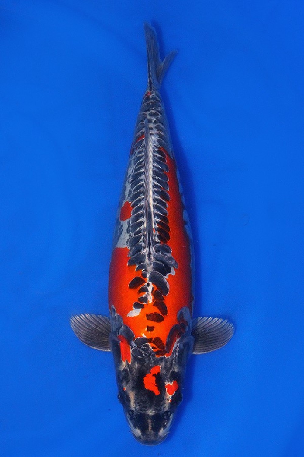 Best In Size C 51-55 Cm