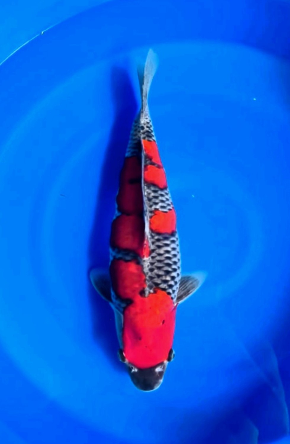 Juara 1