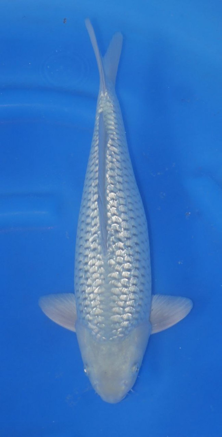 Juara 1