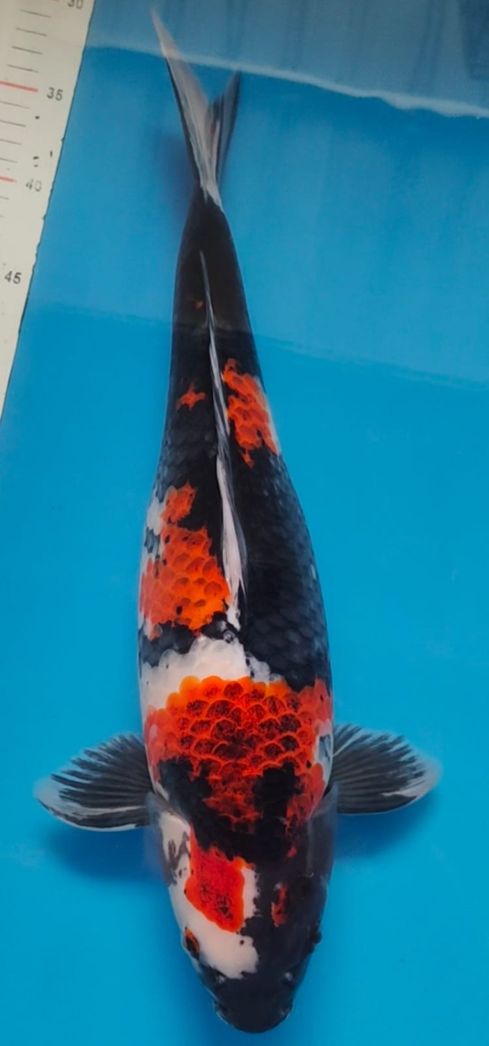 Juara 1