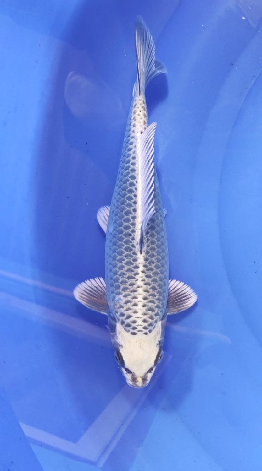 Juara 1
