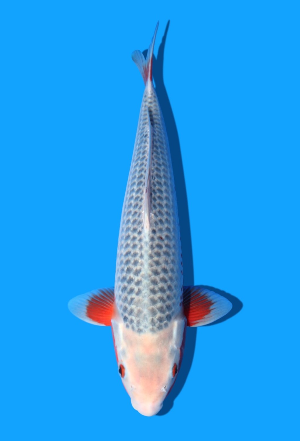 Juara 2