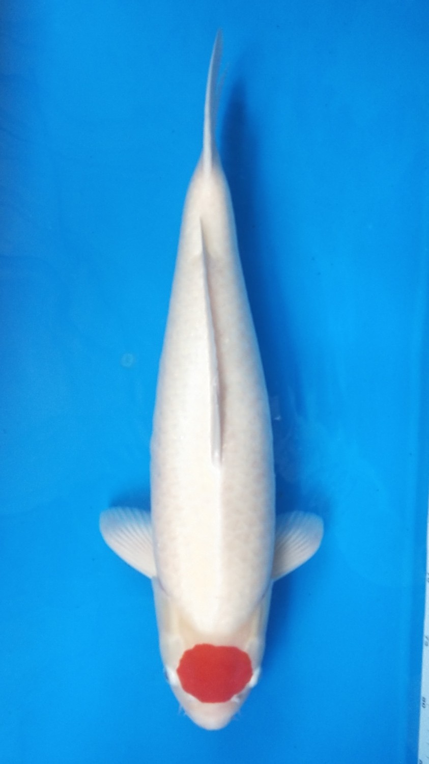 Juara 2