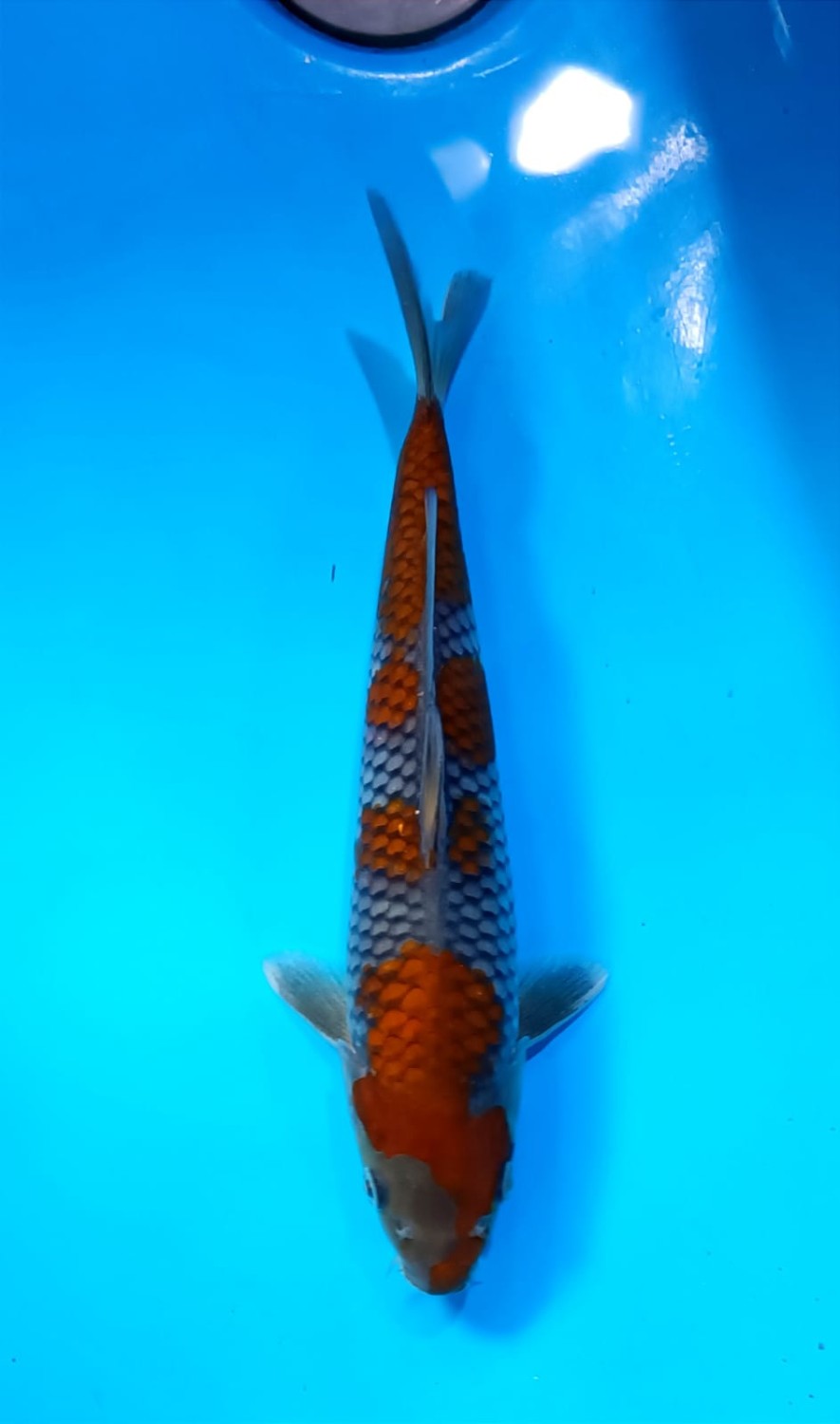 Juara 2