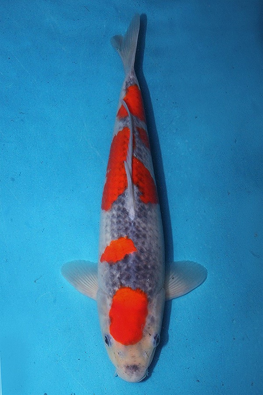Juara 1