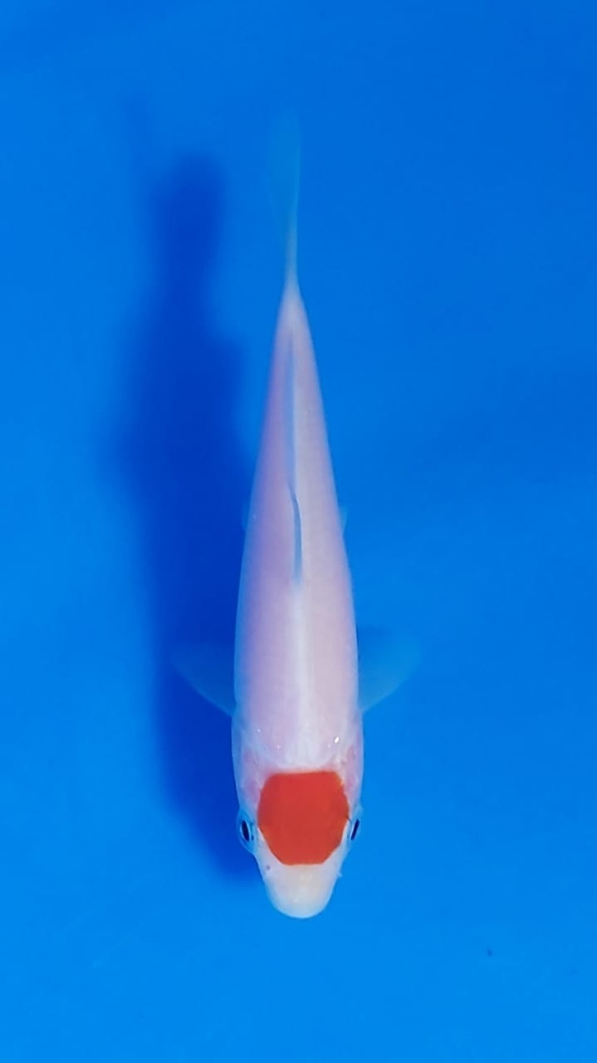 Best In Size C Up 12 cm