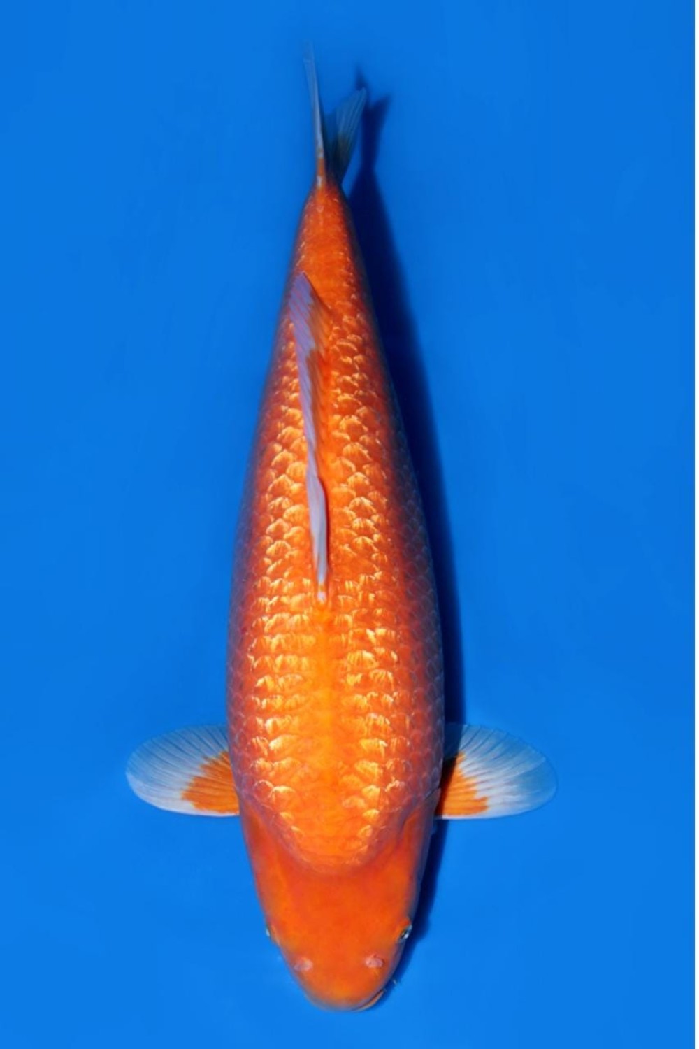 Juara 3