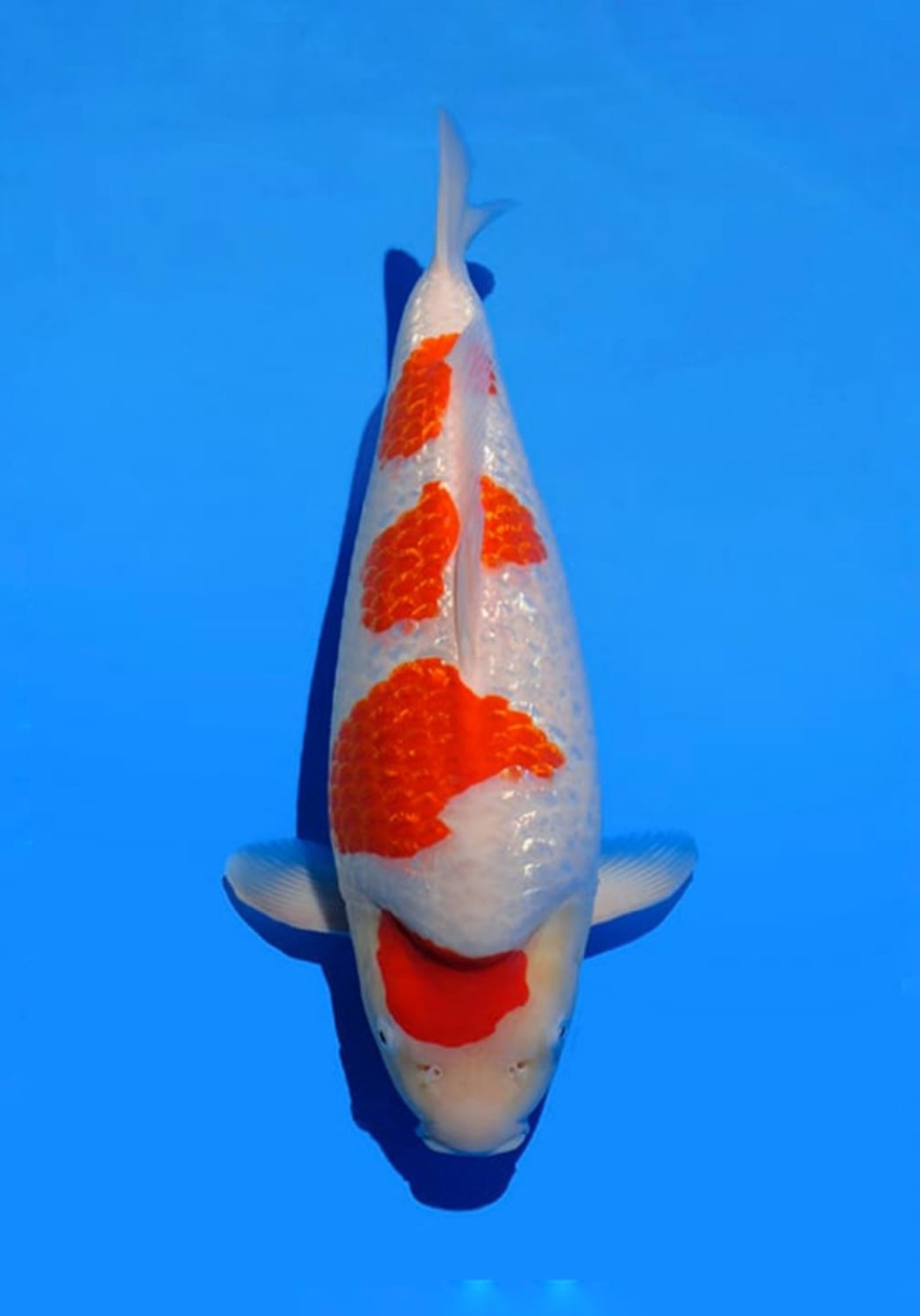 Juara 1