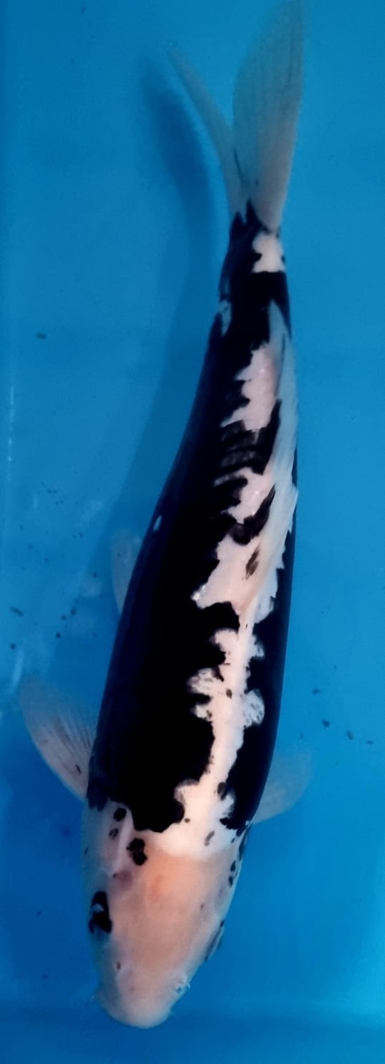 Juara 3